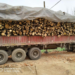 湖北現(xiàn)金收購(gòu)原木,雜木裝車,雜木多少錢一噸