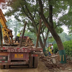 地森木材接手武漢動物園改造伐樹項目，專業(yè)伐樹隊伍盡顯效率
